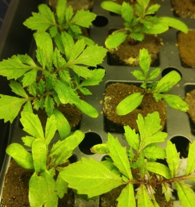 Marigold Seedlings